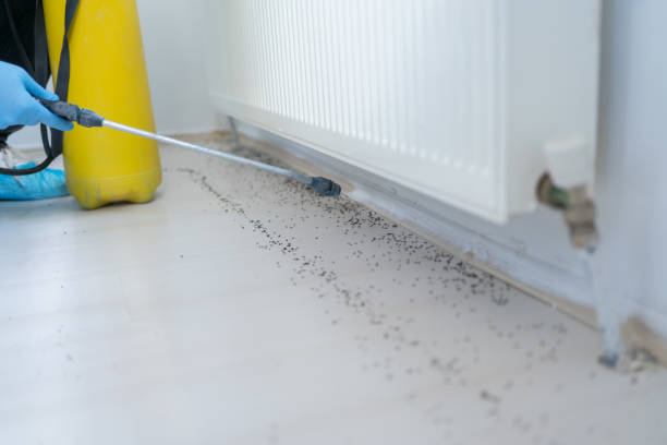 Reliable Archbald, PA Pest Control Solutions